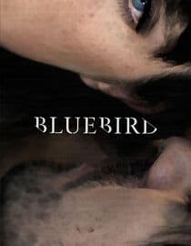 Bluebird