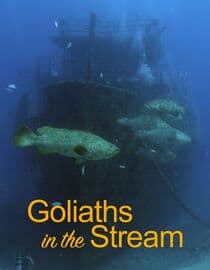 Goliaths in the Stream