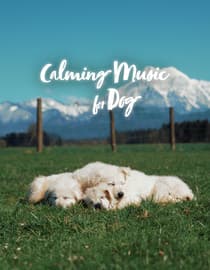 Calming Music for Dogs