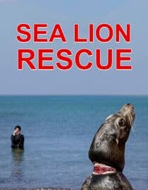 Sea Lion Rescue