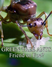 Green Tree Ants: Friend Or Foe?
