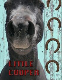 Little Cooper