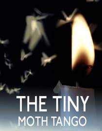 The Tiny Moth Tango