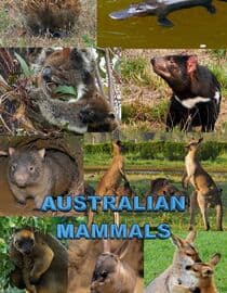 Australian Mammals