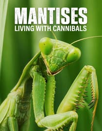 Mantises: Living with Cannibals