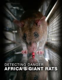 Detecting Danger - Africa's Giant Rats