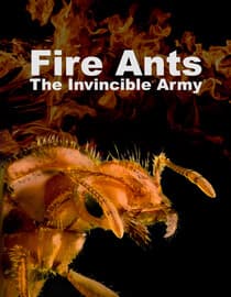 Fire Ants: The Invincible Army