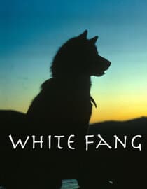 White Fang
