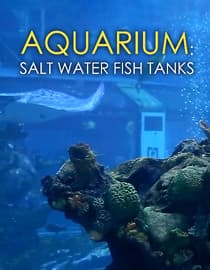 Aquarium:Salt Water Fish Tanks