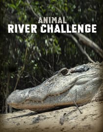 Animal River Challenge