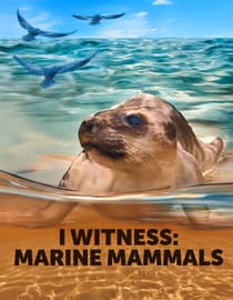I Witness: Marine Mammals