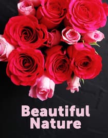 Beautiful Nature