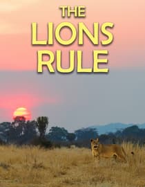 The Lions Rule