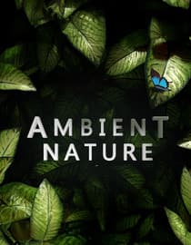 Ambient Nature